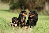 CAVALIER KING CHARLES 712